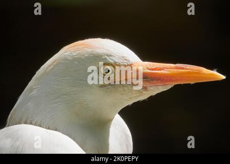 Porträt eines Kuhreihern (Bubulcus ibis) auf schwarzem Hintergrund Stockfoto