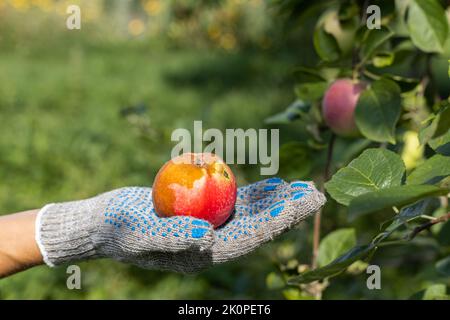 Handschaufel mit einem faulen roten Apfel. Fauler Apfel Stockfoto