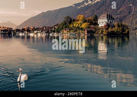 Schwan am See in der Schweiz: Berghintergrund Stockfoto