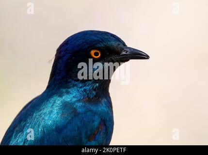 Ein glänzender Star in der Savanne von Kalahari Stockfoto