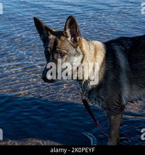 Ein Nahaufnahme-Bild eines jungen glücklichen Schäferhundes im Wasser. Sable farbige Arbeitslinie Rasse Stockfoto