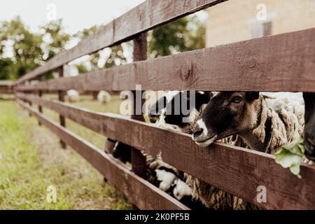 Gruppe von Suffolk britischen Schafen in Bauernhof in Holzscheune auf einer Weide auf dem Feld. Porträt eines Schafs, das die Kamera anschaut und als Model posiert. Schwarz-weiße Schafe. Hochwertige Fotos Stockfoto