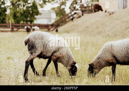 Gruppe von zwei Suffolk britischen Schafen Haustiere in Bauernhof in Holzscheune auf einer Weide auf dem Feld essen gelbes Gras auf dem Boden. Schwarz-weiße Schafe. Hochwertige Fotos Stockfoto