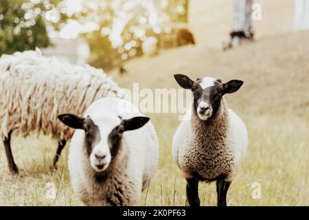 Gruppe von Suffolk britischen Schafen in der Farm auf einer Weide auf dem Feld mit Holzscheune. Portrait von zwei Schafen, die mit Interesse auf die Kamera schauen und als Models posieren. Schwarz-weiße Schafe. Hochwertige Fotos Stockfoto