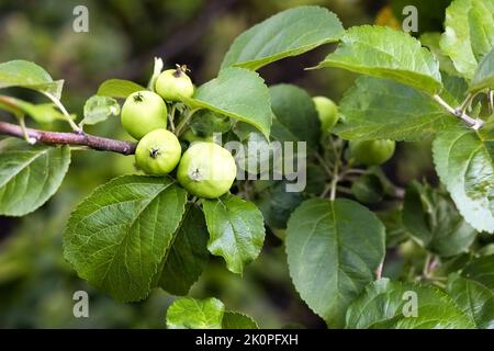 Grüne junge Äpfel auf einem Apfelbaum, zukünftige Ernte Stockfoto