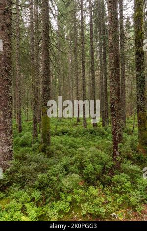 Flechten bedeckten Nadelbaumstämme auf grünem Waldboden mit Moos und Farnen Stockfoto