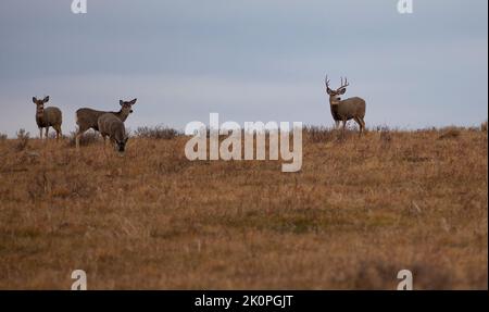 Montana-Maultierhirsche Herde weiden auf einer Berglinie darüber Stockfoto