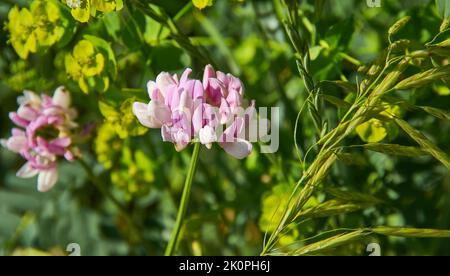 Securigera varia, allgemein bekannt als Crownvetch oder Purple Crown vetch, ist eine niedrig wachsende Leguminesenrebe Stockfoto