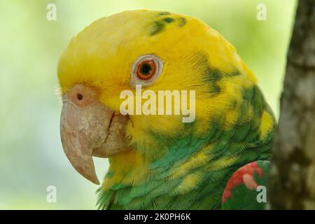 Porträt des schönen Gelbköpfigen Amazonas-Papagei in Mexiko auf grün verschwommenem Hintergrund hinter dem Ast Stockfoto