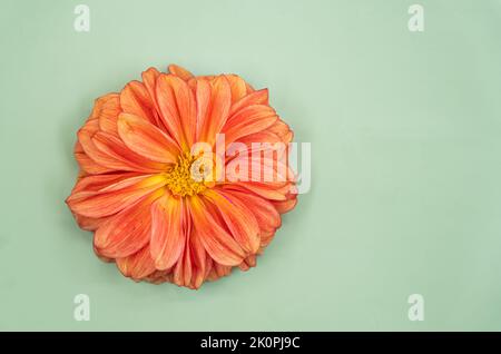 Dahlia Blume schöne Natur schließen konzeptionelle Ideen. Isoliert auf grünem Hintergrund. Hochwertige Fotos Stockfoto