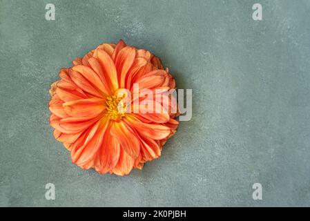 Dahlia Blume schöne Natur schließen konzeptionelle Ideen. Isoliert auf grauem Hintergrund. Hochwertige Fotos Stockfoto