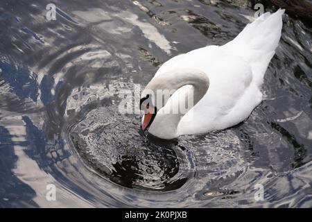 Neu gekennzeichneter Schwan, neuer gelber Beinring und Nummer, adulter weißer Schwan, der versucht, die Tag-Nummer zu entfernen. Erfasstes Tier, getaggt und realisiert, gesund Stockfoto