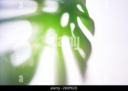 Nahaufnahme des Schattens eines verschwommenen tropischen Blattes eines grünen Monsters auf einem hellen Stoffhintergrund im Sonnenlicht. Hochwertige Fotos Stockfoto