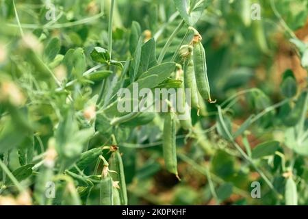 Grüne Erbsenpflanze (Pisum sativum) im Bio-Garten, selektiver Fokus Stockfoto