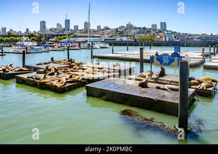 Sonnenbaden auf hölzernen Pontons im Hafen am Pier 39 in San Francisco, Kalifornien, USA Stockfoto