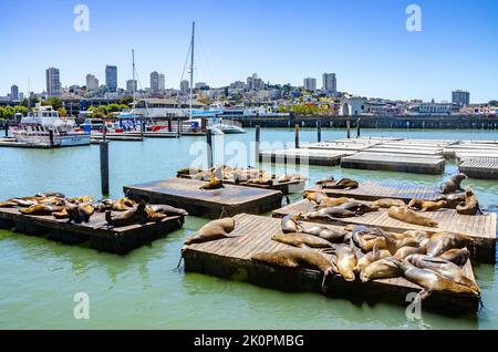 Sonnenbaden auf hölzernen Pontons im Hafen am Pier 39 in San Francisco, Kalifornien, USA Stockfoto