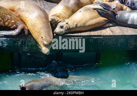 Wilde Seelöwen sonnen sich auf hölzernen Pontons im Hafen am Pier 39 in San Francisco, Kalifornien, USA Stockfoto