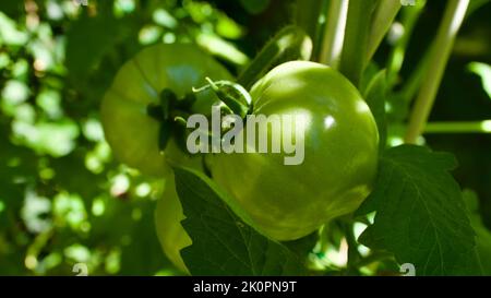 Grüne Tomate im Gemüsekernling. Rohe Tomaten. Tomate auf dem Zweig noch nicht gebraten. Stockfoto