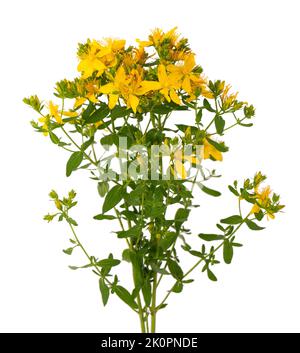 Johanniskraut Blüten, isoliert auf weißem Hintergrund. Hypericum Blumen aus nächster Nähe Stockfoto