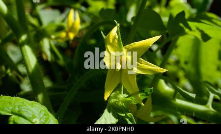 Gelbe Tomatenblüte auf einem grünen Tomatenkernling. Tomatensämling. Tomatenblume. Stockfoto