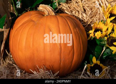 Nahaufnahme eines großen orangefarbenen Kürbisses im Herbst. Der Kürbis liegt auf Stroh. An der Seite sind Sonnenblumen. Stockfoto