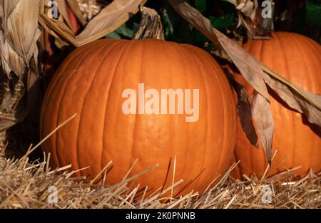 Nahaufnahme von zwei großen orangefarbenen Kürbissen, die an Halloween dekorativ auf Stroh gelegt wurden. Stockfoto