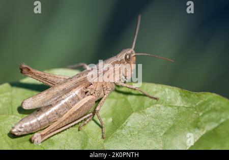 Nahaufnahme eines braunen kleinen Cricket, das auf einem grünen Blatt sitzt. Der Hintergrund ist blau mit hellen Streifen. Stockfoto