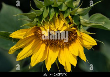 Nahaufnahme der Blüte einer halboffenen Sonnenblume in der Natur auf dem Feld. Stockfoto