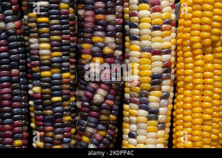 Hintergrund, Detailaufnahme und Textur von bunten Maiskolben, die nebeneinander liegen. Die einzelnen Körner sind deutlich sichtbar. Die Farben werden von o heller Stockfoto