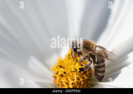 Nahaufnahme einer Honigbiene, die auf gelbem Pollen inmitten einer weißen Blume sitzt. Die Biene sucht Nahrung. Der Hintergrund ist weiß. Stockfoto