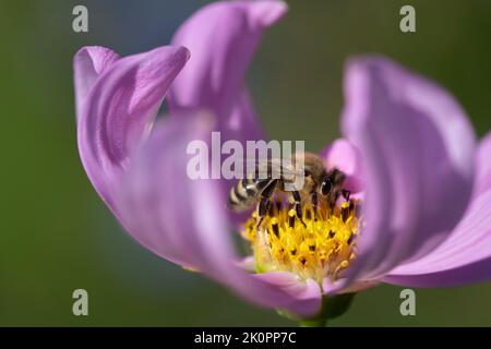 Nahaufnahme einer Honigbiene, die auf gelbem Pollen inmitten einer rosa Blume sitzt. Die Biene sucht Nahrung. Der Hintergrund ist grün. Stockfoto