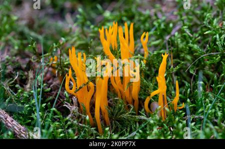 Goldgelbe Koralle Ramaria aurea im Wald Stockfoto