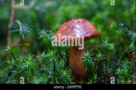 Kastanie isoliert im Wald auf einem moosigen Boden Stockfoto