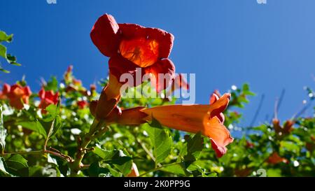 Orangefarbene Trompetenblume. Sein lateinischer Name ist Brugmansia. Sein anderer  Name ist Engelstrompete. Efeu-Strauch mit groen Trompetenblten  Stockfotografie - Alamy