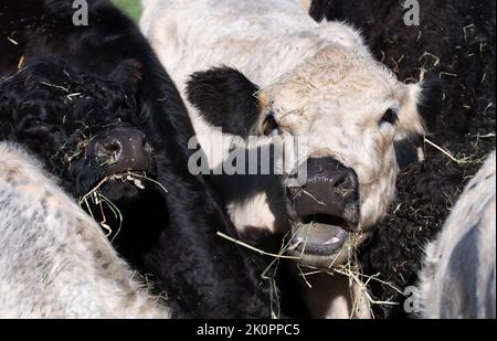 Mehrere junge Angus-Rinder in Schwarz und Weiß stehen dicht beieinander. Ein weißer Ochse öffnet seinen Mund, um zu brüllen. Stockfoto