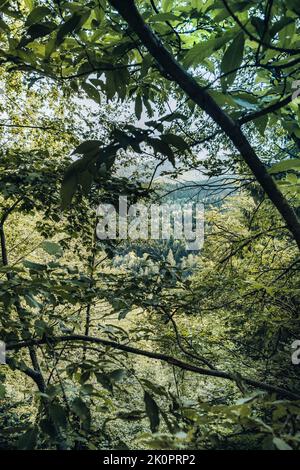 Karpaten-Bergflora. Blick auf den Pinienwald durch Verzweigungen mit natulalem Rahmen. Stockfoto
