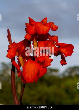 Leuchtend rote Blüten einer Seerose-Sorte Canna in der Sommersonne vor einem grauen Himmel in einem privaten Garten in Queensland, Australien. Stockfoto