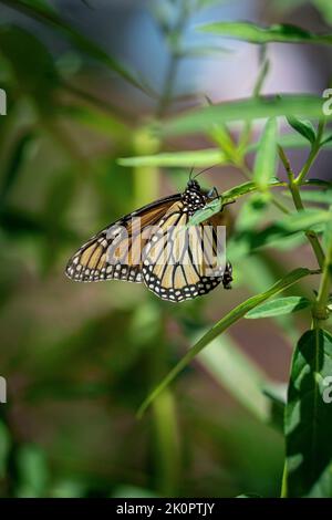 Der Monarchschmetterling oder einfach der Monarch (Danaus plexippus) Stockfoto