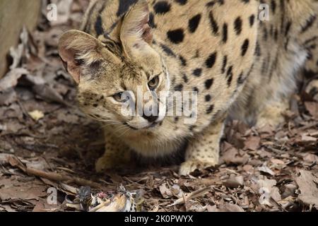 Eine Nahaufnahme eines schönen Servals in einem Park Stockfoto