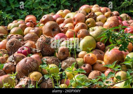 Haufen verfaulender Äpfel, Lebensmittelabfälle. Stockfoto