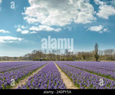 Bulbfield von lila Hyazinthe, Egmond aan den Hoef, Noord-Holland, Niederlande, Landschaft, Blumen, Frühling, *** Ortsüberschrift *** Niederlande Stockfoto