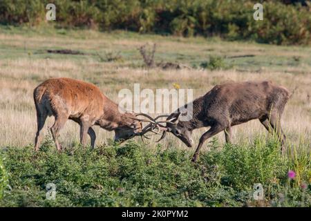 Ein Paar Rothirsche Hirsche, kämpfen, Geweihe und kämpfen sie aus, um ihre Ausdauer zu testen, um das dominante Männchen zu werden. Suffolk, Großbritannien. Stockfoto