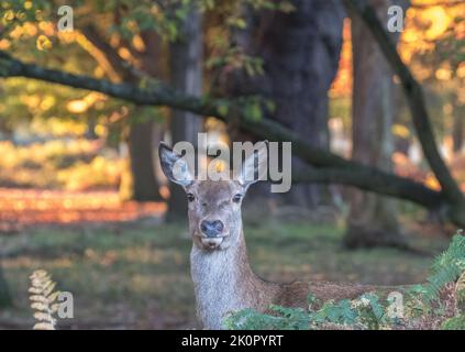 Ein Red Deer Hind ( Cervus elaphus) blickt vor einem schönen herbstlichen Waldhintergrund direkt auf die Kamera. Richmond, Großbritannien Stockfoto