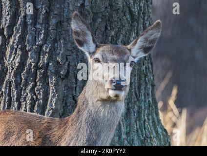 Eine Nahaufnahme von Red Deer Hind ( Cervus elaphus), die die Kamera vor einer riesigen Eiche in einem Waldhintergrund ansah. Richmond, Großbritannien Stockfoto