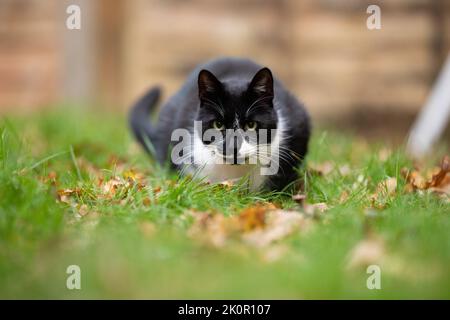 Schwarz und weiß somestic kurzhaarige Katze sitzt im Garten auf grünem Gras Stockfoto