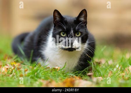 Schwarz und weiß somestic kurzhaarige Katze sitzt im Garten auf grünem Gras Stockfoto