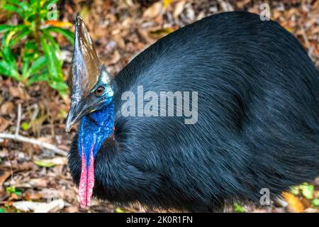 Southern cassowary (Casuarius casuarius) Etty Bay, in der Nähe von Innisfail, Queensland, Australien Stockfoto