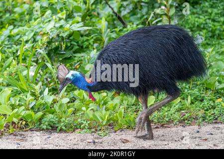 Südlicher Kassettenhof (Casuarius casuarius) am Strand von Etty Bay, in der Nähe von Innisfail, Queensland, Australien Stockfoto