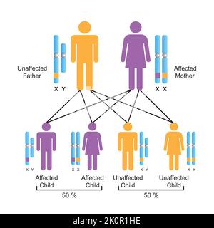 Wissenschaftliche Gestaltung der X-verbundenen dominanten Vererbung. Bunte Symbole. Vektorgrafik. Stock Vektor