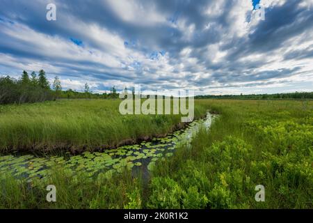 Dieser in Door County Wisconsin gelegene Moor ist eines der vom Door County Land Trust geschützten Anwesen. Stockfoto